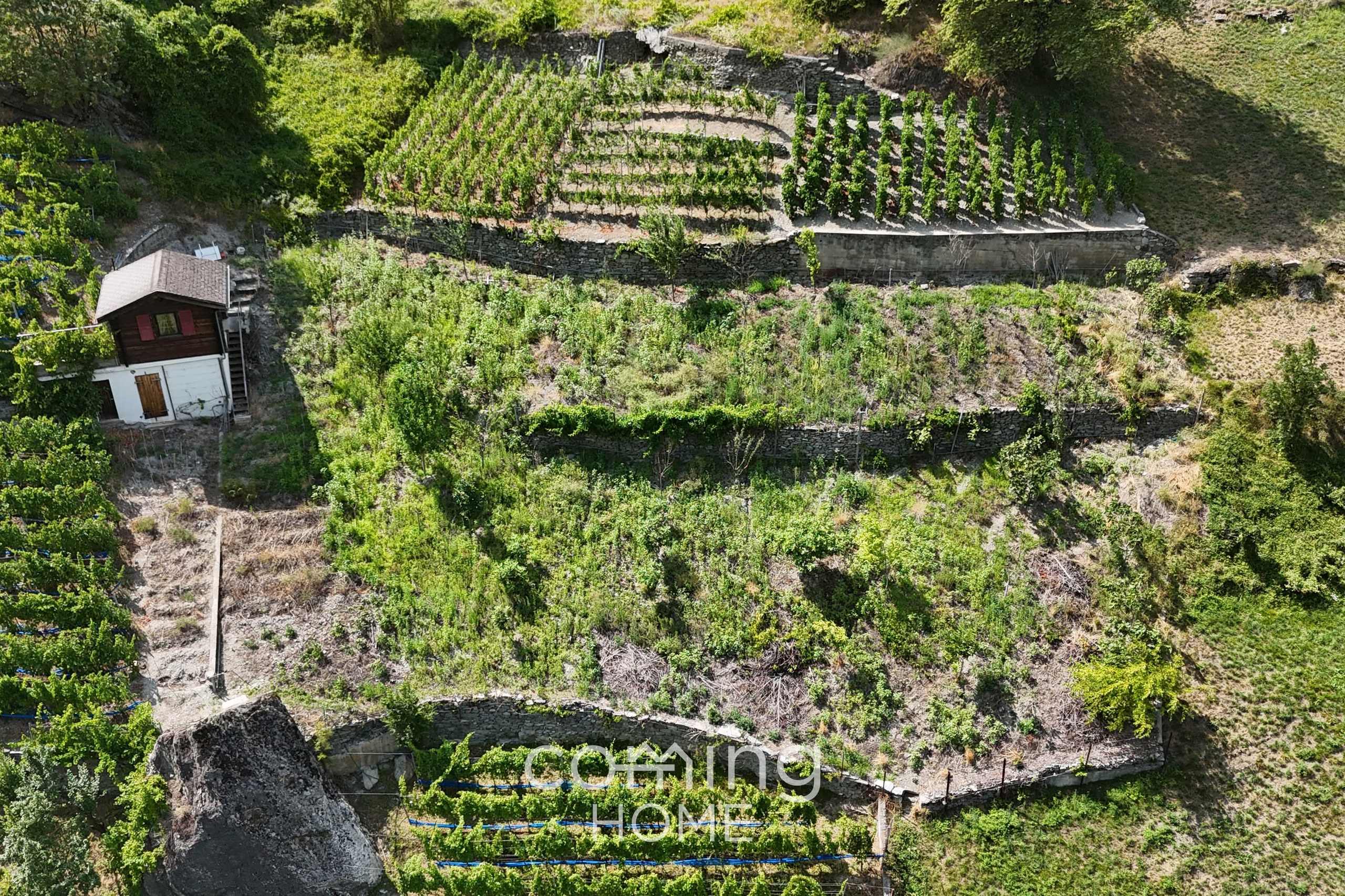 Rebparzelle mit Rebhaus in Stalden - Weinbau im Vispertal - 3